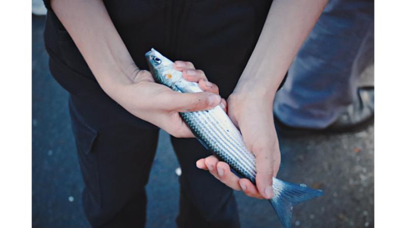 Thestripesblog Contact Fisher: The Complete Guide to Reaching the Right Contact